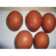 Wellsummer Large Fowl Fertile Hatching eggs.